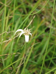 Rhynchospora blepharophora
