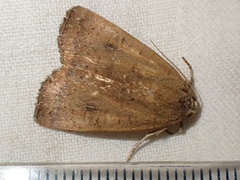 Noctua interjecta