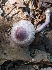 Inocybe lilacina