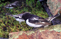 Melanodryas cucullata