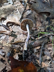 Inocybe lilacina