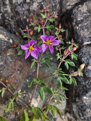Fagonia chilensis