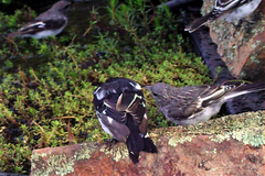 Melanodryas cucullata