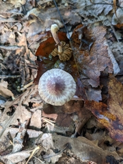 Inocybe lilacina