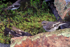 Melanodryas cucullata