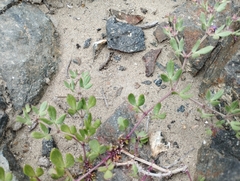 Fagonia chilensis