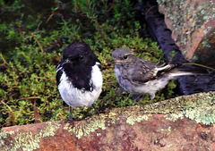 Melanodryas cucullata