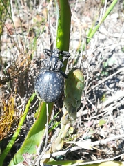 Brachycerus