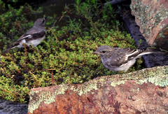 Melanodryas cucullata