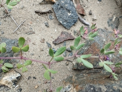 Fagonia chilensis