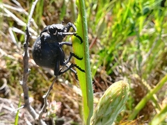 Brachycerus