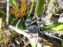 Brachycerus
