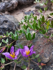 Fagonia chilensis