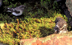 Melanodryas cucullata