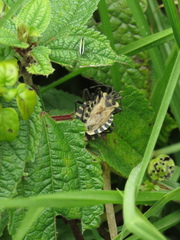 Spartocera alternata