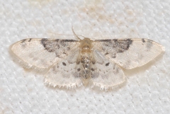 Idaea filicata