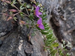Fagonia chilensis
