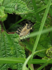 Spartocera alternata