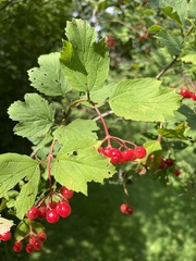 Viburnum opulus