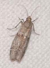 Cadra figulilella