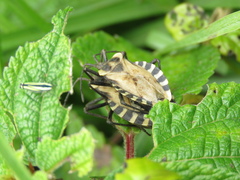 Spartocera alternata