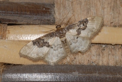 Idaea mustelata