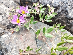 Fagonia chilensis