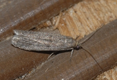Cadra figulilella