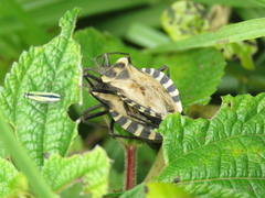 Spartocera alternata