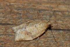 Clepsis consimilana