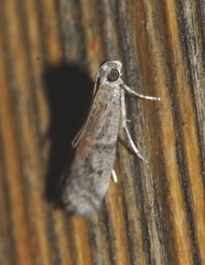 Ephestia woodiella