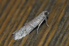 Ephestia woodiella