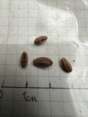 Aegiphila bogotensis