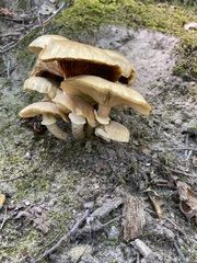 Armillaria mellea