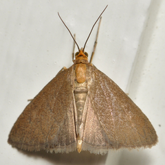 Evergestis aenealis