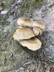 Armillaria mellea