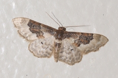 Idaea rusticata