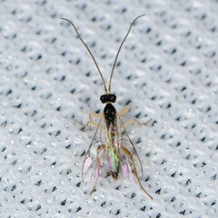 Ichneumonoidea