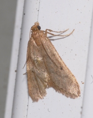 Bostra obsoletalis