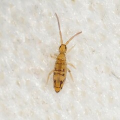 Entomobrya nivalis