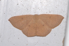 Cyclophora puppillaria