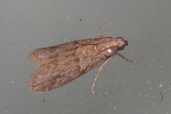 Cadra figulilella