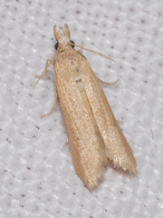 Coenochroa ablutella