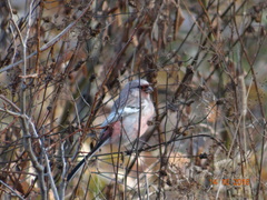 Carpodacus sibiricus