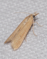 Coenochroa ablutella