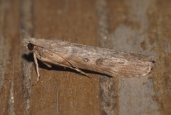 Lamoria anella