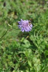 Eristalis jugorum