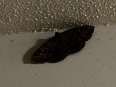 Speiredonia spectans