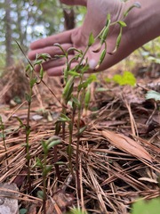 Triphora trianthophoros trianthophoros