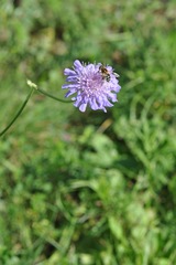 Eristalis jugorum